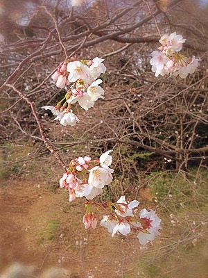 会社の桜です